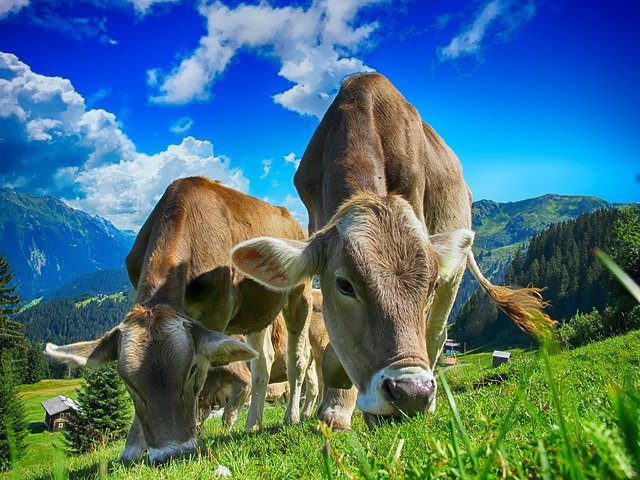 enquêtes auprès des agriculteurs